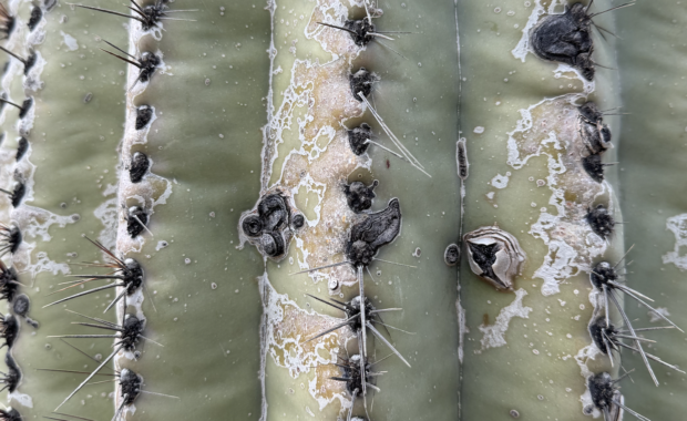 A close up of cactus skin